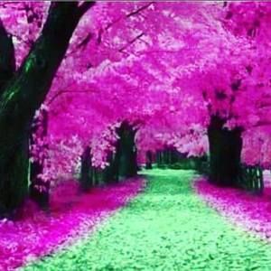 Meet your Posher, Veronica